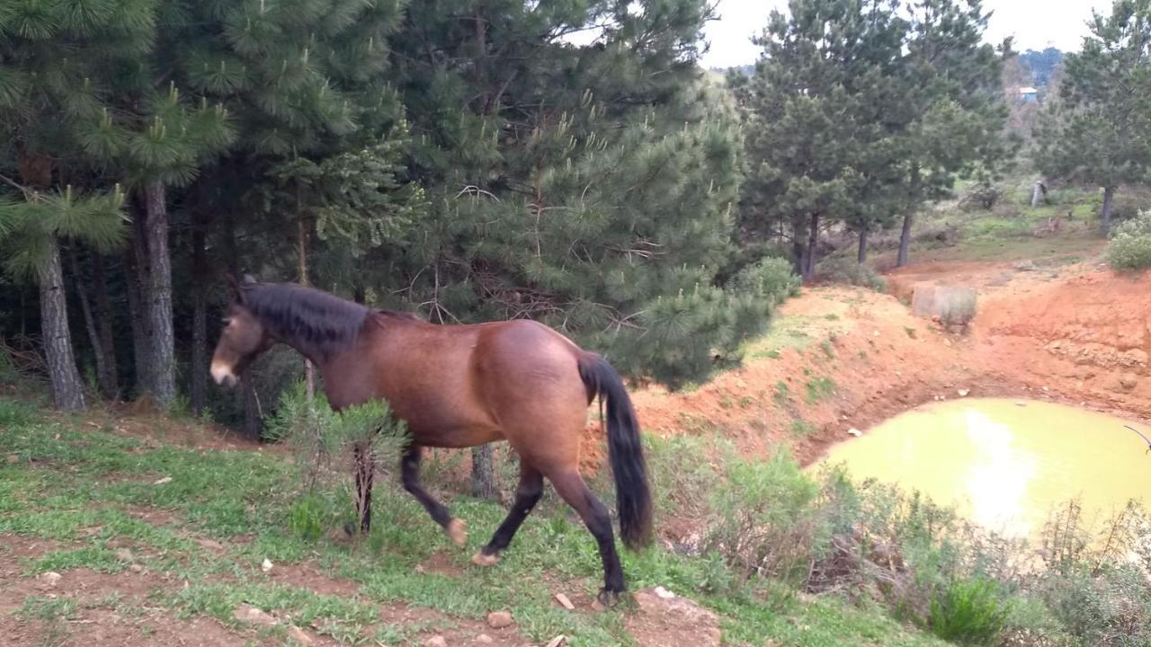 Chale Estancia Ouro Verde 拉热斯 外观 照片